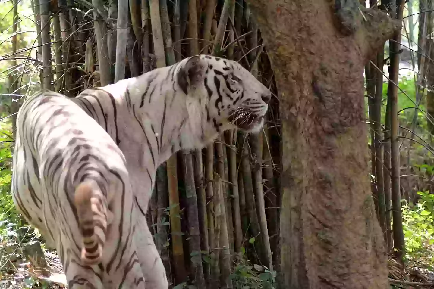 White tiger at Bannerghatta