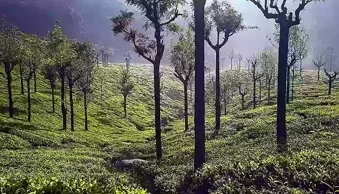 A trek to Hidden Valley Coonoor