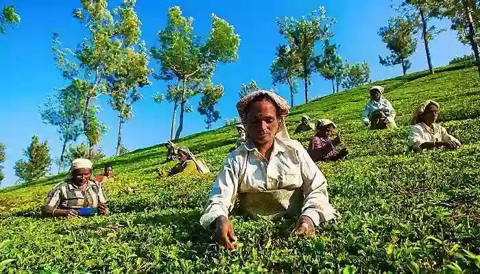 An excursion to the High Fields Tea Factory Coonoor