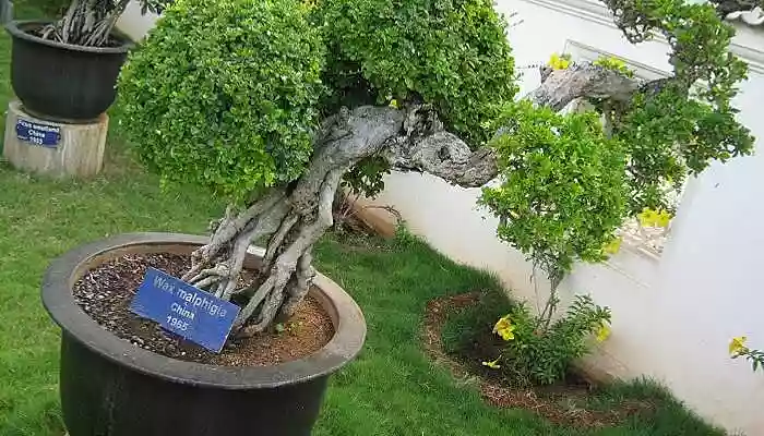Bonsai Garden in Mysore