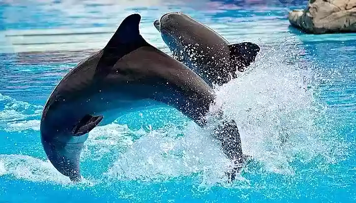 Dubai Dolphinarium