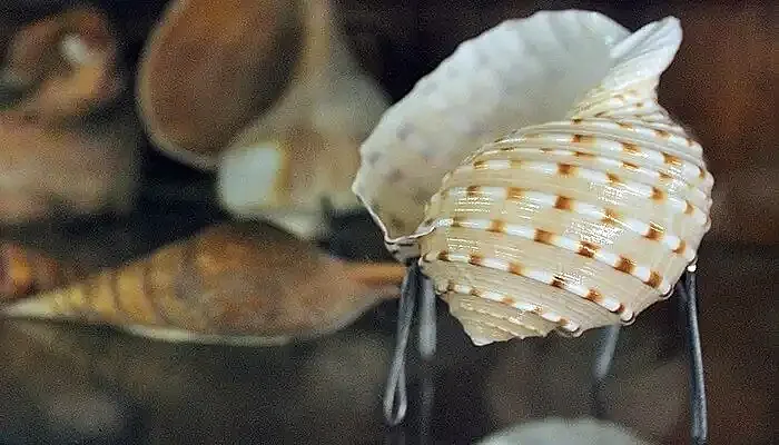 Best Museum in Mahabalipuram