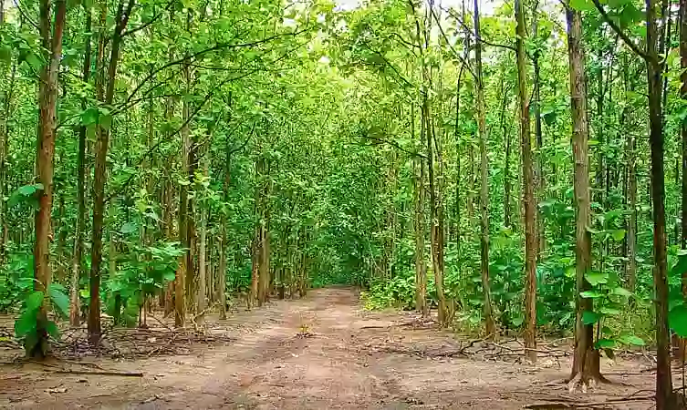 Kottachedu Teak Forest