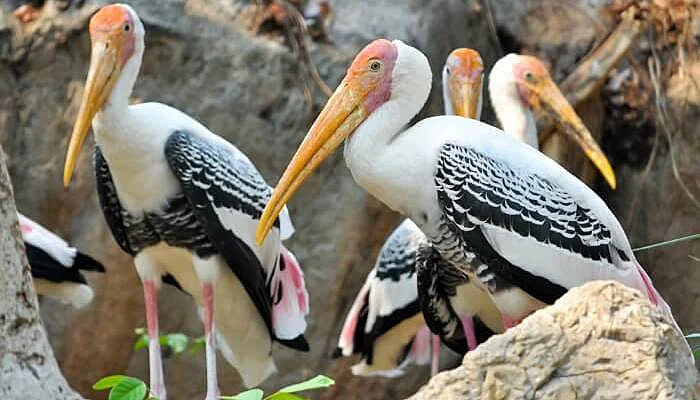 Painted Storks perched on rocks in the Water Bird Sanctuary in Rameshwaram (Rameswaram) Painted Storks perched on rocks in the Water Bird Sanctuary in Rameshwaram (Rameswaram)