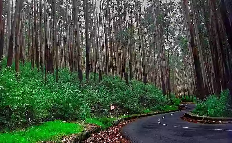 Pine Forest kodaikanal