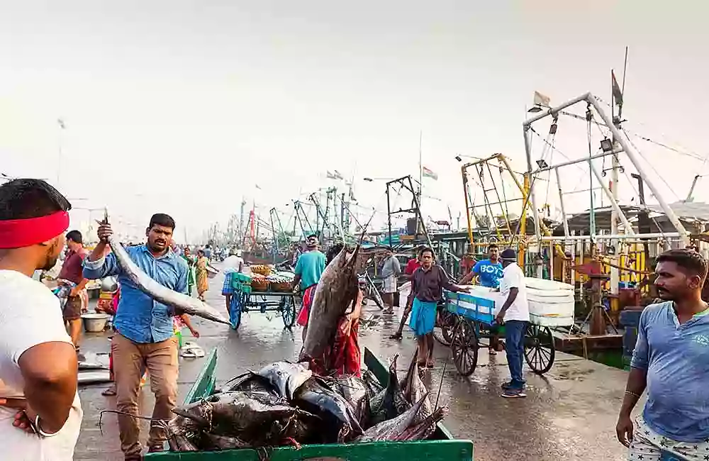 Royapuram Fishing Harbour, Chennai