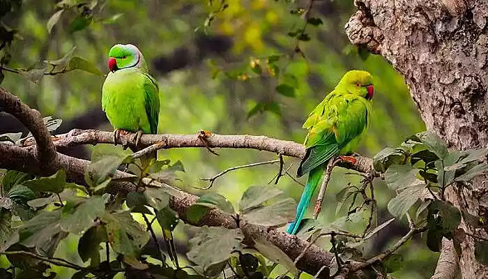 Shuka Vana in Mysore