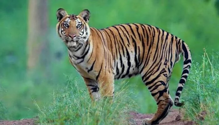 Anamalai Tiger Reserve – Amidst Tropical Forest Anamalai Tiger Reserve – Amidst Tropical Forest