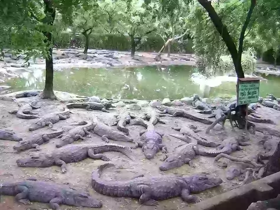 Crocodile Park