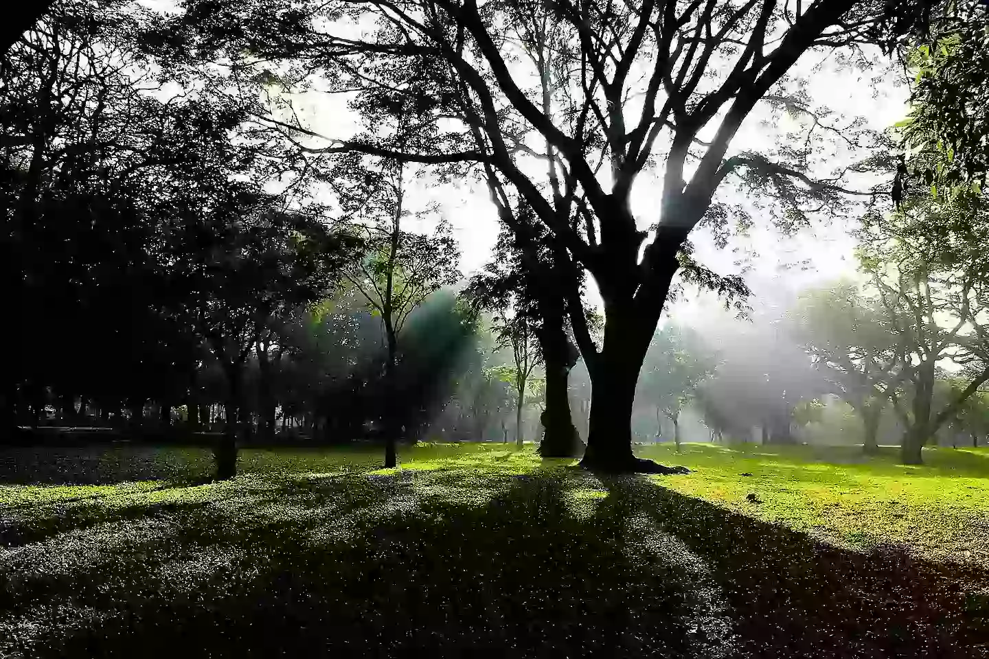 Cubbon Park