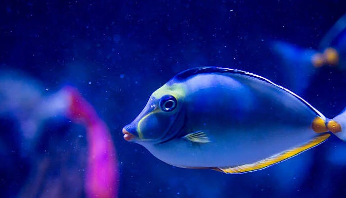 sea world acquarium sea world acquarium